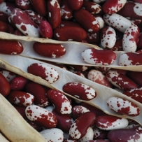 Jacobs cattle beans